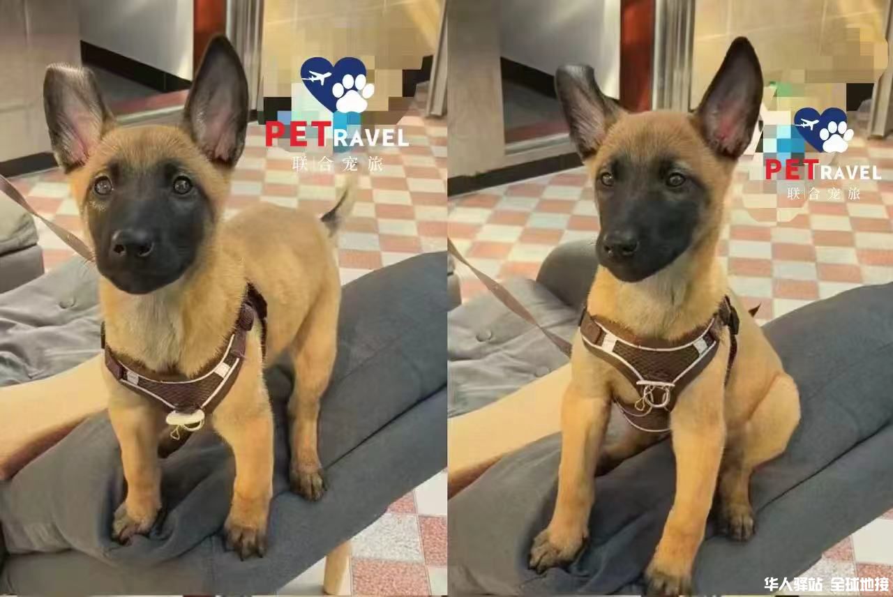 小狗